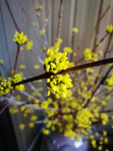 サンシュユの花｜岡崎市・幸田町で外構・エクステリア・庭の設計施工を行っているサンホームズ