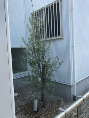 岡崎市・豊田市・幸田町でエクステリア・外構設計施工、庭のリフォーム工事をするサンホームズが説明する庭木の水やり